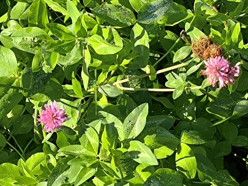 Red Clover