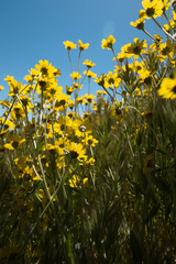 Monolopia lanceolata