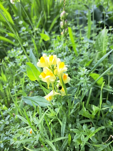common toadflax