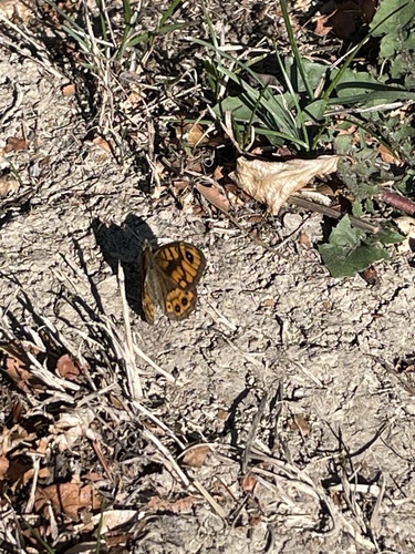 Wall Brown