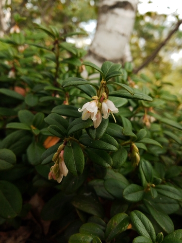 Lingonberry