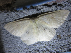 Cyclophora albipunctata