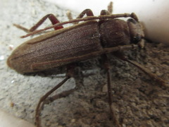 Arhopalus coreanus
