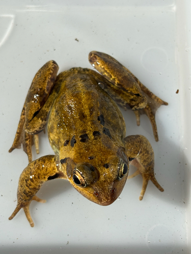 European Common Frog