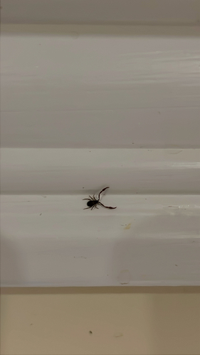 House Pseudoscorpion
