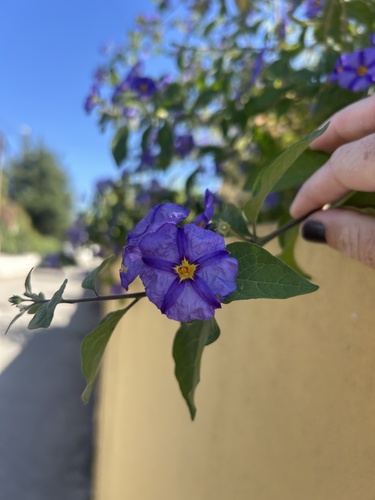 blue potatobush