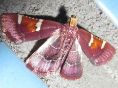 Pyralis cardinalis