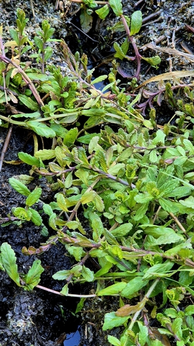 Teucrium scordium, photograph 2
