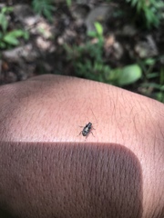 Sphinctotropis paviei