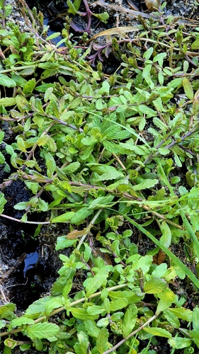 Teucrium scordium, photograph 3