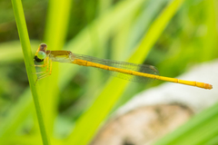 Ceriagrion calamineum