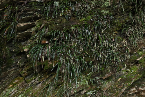 Haplopteris elongata observed 2026-09-22