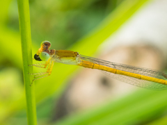 Ceriagrion calamineum