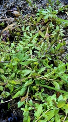 (c) Анна Митрошенкова, some rights reserved (CC BY) Teucrium scordium, photograph (c) Анна Митрошенкова, some rights reserved (CC BY)