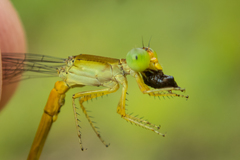 Ceriagrion calamineum