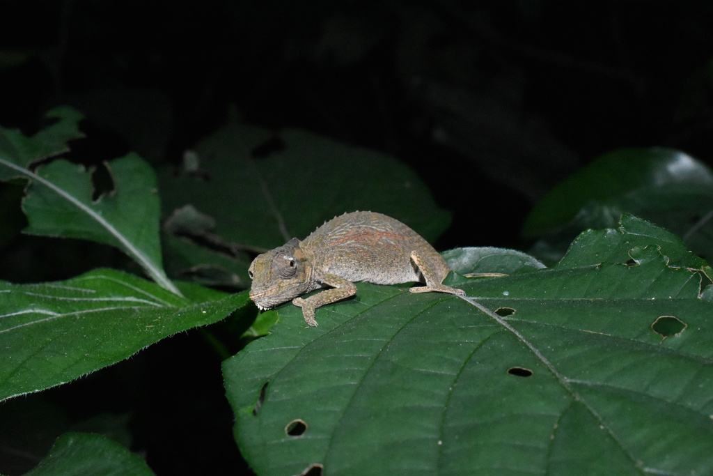 Setaro's Dwarf Chameleon