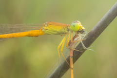 Ceriagrion calamineum