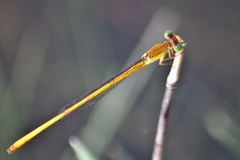 Ceriagrion calamineum