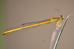Ceriagrion calamineum