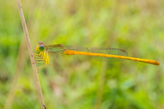 Ceriagrion calamineum