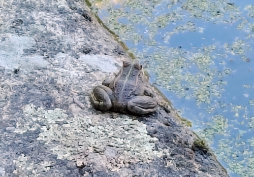 Iberian Green Frog