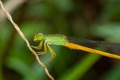 Ceriagrion calamineum