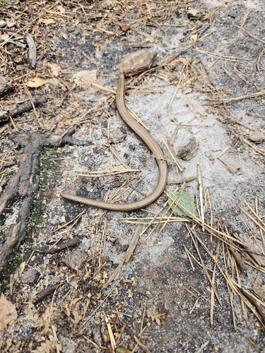 Common Slowworm