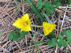 Calochortus monophyllus