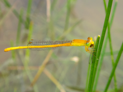 Ceriagrion calamineum