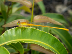 Ceriagrion calamineum
