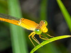 Ceriagrion calamineum