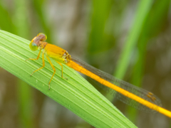 Ceriagrion calamineum