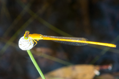 Ceriagrion calamineum