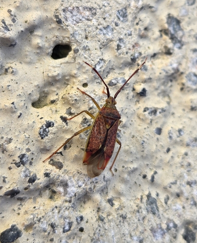Hazel bug