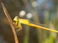 Ceriagrion calamineum
