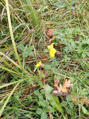 bird's-foot trefoil
