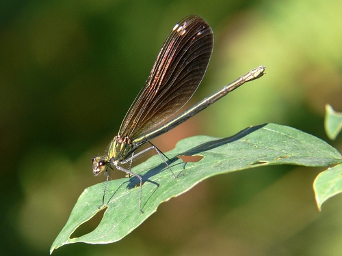Beautiful Demoiselle