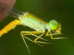 Ceriagrion calamineum