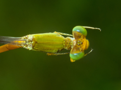 Ceriagrion calamineum