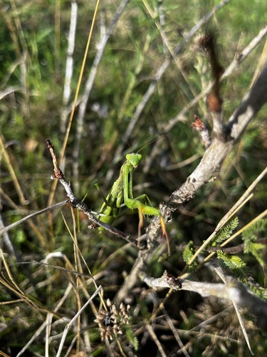 European Mantis