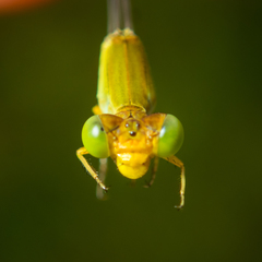 Ceriagrion calamineum