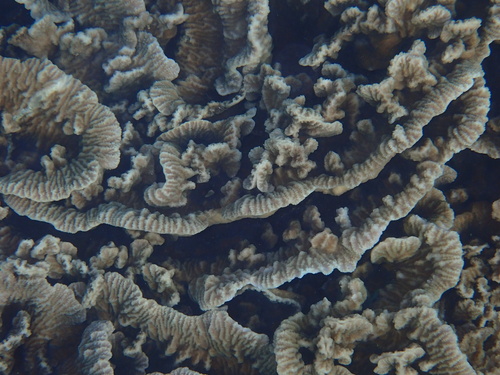 Merulina scabricula observed 2026-09-17