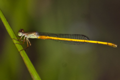 Ceriagrion calamineum