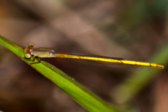 Ceriagrion calamineum