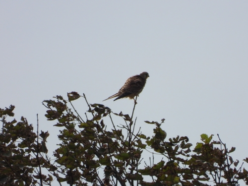 Eurasian Kestrel
