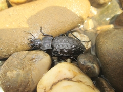 Carabus nodulosus