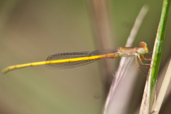 Ceriagrion calamineum