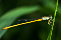 Ceriagrion calamineum