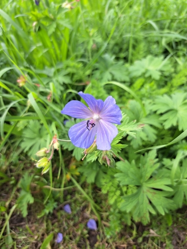 Meadow Crane's-bill