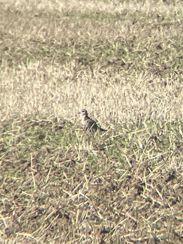European Golden-Plover